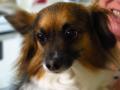 The dog of my hosts - We somehow never became real friends but he was still a funny dog