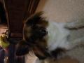 The dog of my hosts - We somehow never became real friends but he was still a funny dog