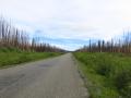 Unendliche niedergebrannte Wälder entlang des Cassiar-Highways