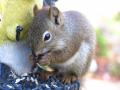 Für einmal betätige ich mich als Tierfotograf