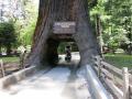 DAS klassische Redwoods-Bild