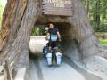 DAS klassische Redwoods-Bild