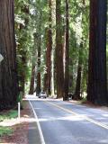 Strassen in den Redwoods...