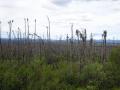 Hier sind die Wälder grösstenteils niedergebrannt. Zwar schon vor längerer Zeit, aber so hoch im Norden erholt sich die Vegetation nicht wirklich schnell.