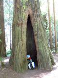 Bike-Parkplatz à la Redwood