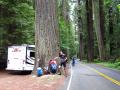Avenue of the Giants